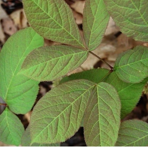 Beet Root Powder